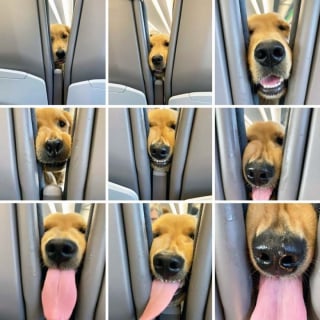 Illustration de l'article : 16 photos drôles de chiens ou de chats qui profitent pleinement de leur voyage en avion