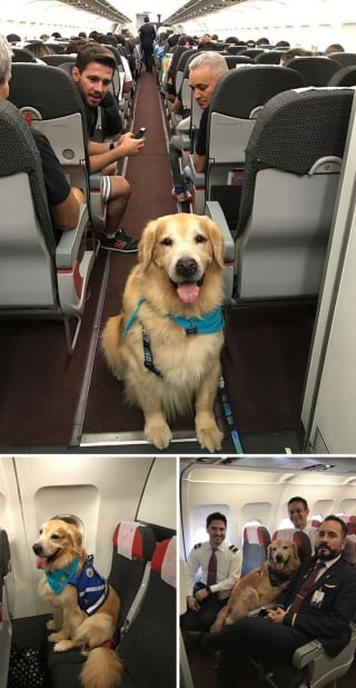 Illustration de l'article : 16 photos drôles de chiens ou de chats qui profitent pleinement de leur voyage en avion