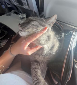 Illustration de l'article : 16 photos drôles de chiens ou de chats qui profitent pleinement de leur voyage en avion