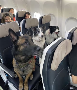 Illustration de l'article : 16 photos drôles de chiens ou de chats qui profitent pleinement de leur voyage en avion