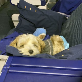 Illustration de l'article : 16 photos drôles de chiens ou de chats qui profitent pleinement de leur voyage en avion