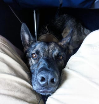 Illustration de l'article : 16 photos drôles de chiens ou de chats qui profitent pleinement de leur voyage en avion