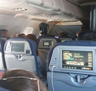 Illustration de l'article : 16 photos drôles de chiens ou de chats qui profitent pleinement de leur voyage en avion