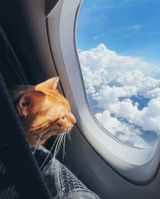 Illustration de l'article : 16 photos drôles de chiens ou de chats qui profitent pleinement de leur voyage en avion