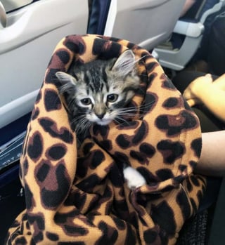 Illustration de l'article : 16 photos drôles de chiens ou de chats qui profitent pleinement de leur voyage en avion