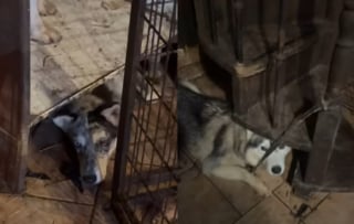 Illustration de l'article : Plus de 80 animaux sauvés d'une maison insalubre, leurs effroyables conditions de vie provoquent un malaise chez un gendarme