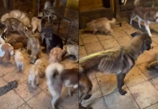 Illustration de l'article : Plus de 80 animaux sauvés d'une maison insalubre, leurs effroyables conditions de vie provoquent un malaise chez un gendarme