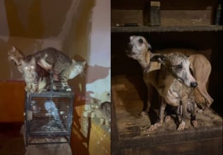 Illustration de l'article : Plus de 80 animaux sauvés d'une maison insalubre, leurs effroyables conditions de vie provoquent un malaise chez un gendarme