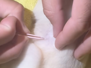 Illustration de l'article : Une femme rencontre un chiot abandonné dans un champ et se retrouve submergée lorsqu’elle le voit remuer la queue (vidéo)