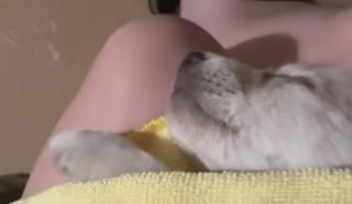 Illustration de l'article : Une femme rencontre un chiot abandonné dans un champ et se retrouve submergée lorsqu’elle le voit remuer la queue (vidéo)