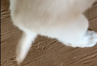 Illustration de l'article : Une femme rencontre un chiot abandonné dans un champ et se retrouve submergée lorsqu’elle le voit remuer la queue (vidéo)