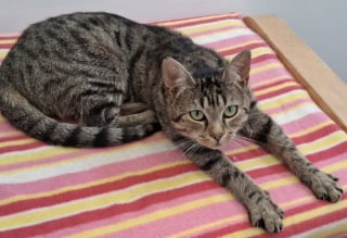 Illustration de l'article : Touché par une toxoplasmose sévère, ce chat reprend progressivement du poids et redécouvre le plaisir de jouer