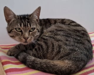 Illustration de l'article : Touché par une toxoplasmose sévère, ce chat reprend progressivement du poids et redécouvre le plaisir de jouer