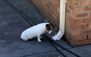 Illustration de l'article : Un Jack Russell provoque le rire de ses propriétaires en développant une obsession pour une gouttière après avoir vu une souris en sortir (vidéo)