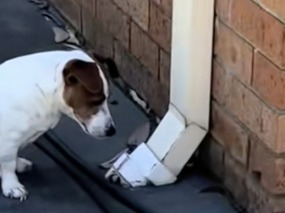 Illustration de l'article : Un Jack Russell provoque le rire de ses propriétaires en développant une obsession pour une gouttière après avoir vu une souris en sortir (vidéo)