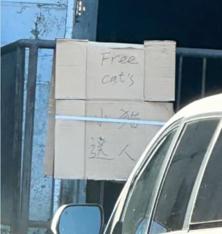 Illustration de l'article : Un passant découvre un panneau "Chats gratuits" devant un entrepôt et change le destin de 4 félins