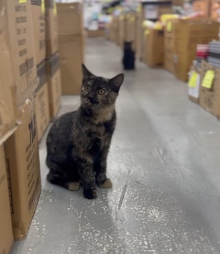 Illustration de l'article : Un passant découvre un panneau "Chats gratuits" devant un entrepôt et change le destin de 4 félins