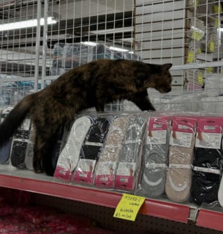 Illustration de l'article : Un passant découvre un panneau "Chats gratuits" devant un entrepôt et change le destin de 4 félins