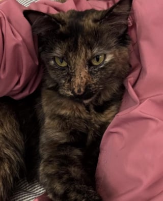 Illustration de l'article : Un passant découvre un panneau "Chats gratuits" devant un entrepôt et change le destin de 4 félins