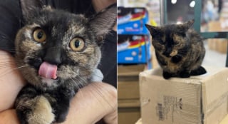 Illustration de l'article : Un passant découvre un panneau "Chats gratuits" devant un entrepôt et change le destin de 4 félins