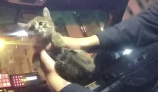 Illustration de l'article : En serrant contre lui le chaton qu’il vient de sauver, un policier comprend qu’il ne pourra plus jamais s’en séparer