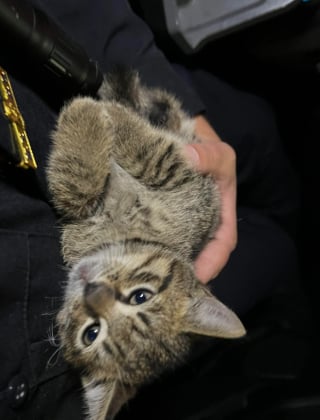 Illustration de l'article : En serrant contre lui le chaton qu’il vient de sauver, un policier comprend qu’il ne pourra plus jamais s’en séparer