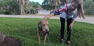 Illustration de l'article : Le chien aveugle d'une famille disparaît en pleine nuit dans un secteur infesté de crocodiles, la police intervient en urgence