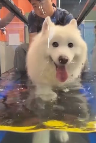 Illustration de l'article : « Ces méthodes sont beaucoup plus douces pour leur corps », la première salle de sport pour chiens ouvre ses portes (vidéo)