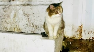 Illustration de l'article : Après avoir vécu 2 ans dans une salle de bain abandonnée, cette chatte s’apprête à respirer un nouvel air 