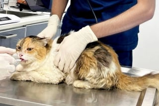 Illustration de l'article : Après avoir vécu 2 ans dans une salle de bain abandonnée, cette chatte s’apprête à respirer un nouvel air 