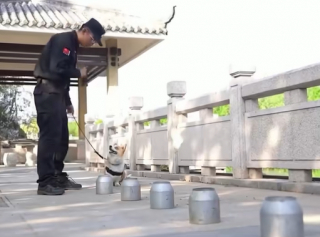 Illustration de l'article : Un chien policier vole la saucisse grillée d’une petite fille lors d’un festival 