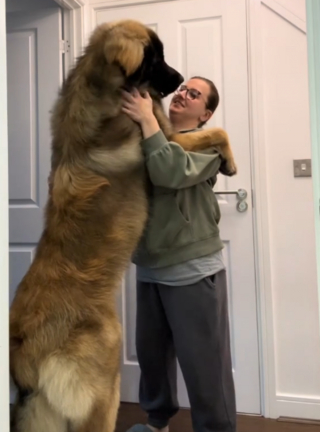 Illustration de l'article : Un Leonberg d'un an en pleine croissance montre qu’il a déjà la taille d’un géant tout en restant affectueux et obéissant (vidéo)