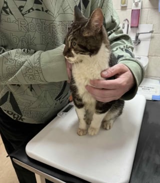 Illustration de l'article : Un chat brûlé survit pendant 4 semaines dans un immeuble incendié avant d’être repéré sur le toit