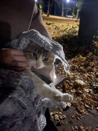 Illustration de l'article : Chaque soir dans le parc, une promeneuse croise un chat tigré qui finit par s’inviter progressivement dans sa vie