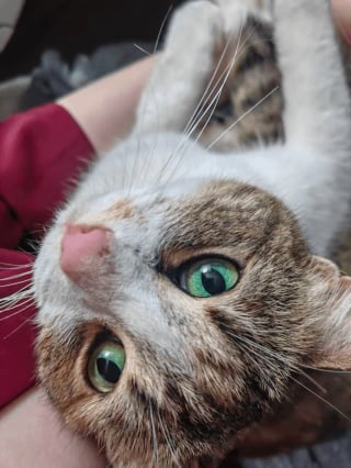 Illustration de l'article : Chaque soir dans le parc, une promeneuse croise un chat tigré qui finit par s’inviter progressivement dans sa vie