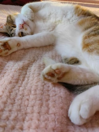 Illustration de l'article : Chaque soir dans le parc, une promeneuse croise un chat tigré qui finit par s’inviter progressivement dans sa vie