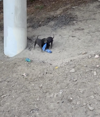 Illustration de l'article : Errants à proximité d’une autoroute, ces 3 chiots secourus apprennent désormais ce que signifie être aimés (vidéo )