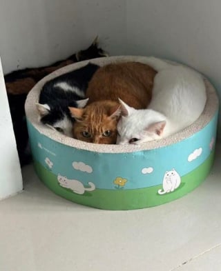 Illustration de l'article : 15 chiens et chats immortalisés au pire moment pour notre plus grand plaisir