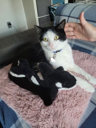 Illustration de l'article : 15 chiens et chats immortalisés au pire moment pour notre plus grand plaisir