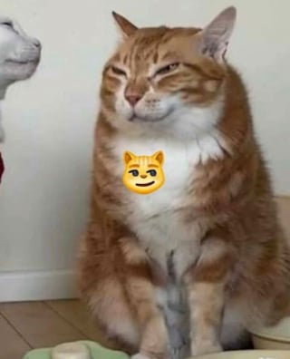 Illustration de l'article : 15 chiens et chats immortalisés au pire moment pour notre plus grand plaisir