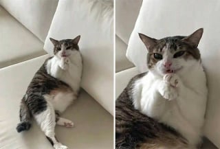 Illustration de l'article : 15 chiens et chats immortalisés au pire moment pour notre plus grand plaisir