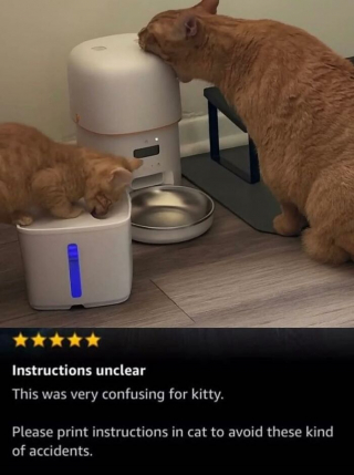 Illustration de l'article : 15 chiens et chats immortalisés au pire moment pour notre plus grand plaisir