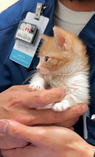 Illustration de l'article : 15 chiens et chats immortalisés au pire moment pour notre plus grand plaisir