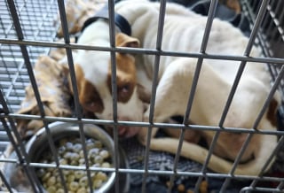 Illustration de l'article : Après n'avoir connu que la faim, la peur et la douleur, un chien est sauvé de son maître dénoncé par des voisins inquiets