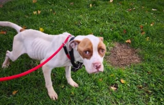 Illustration de l'article : Après n'avoir connu que la faim, la peur et la douleur, un chien est sauvé de son maître dénoncé par des voisins inquiets