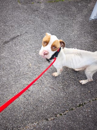 Illustration de l'article : Après n'avoir connu que la faim, la peur et la douleur, un chien est sauvé de son maître dénoncé par des voisins inquiets