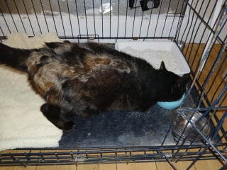 Illustration de l'article : Un chat avec une "carapace de tortue" attire l'attention d'âmes bienveillantes qui découvrent qu'on le cherchait depuis 5 ans