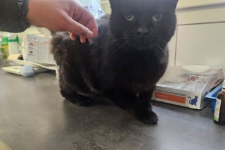 Illustration de l'article : Un chat avec une "carapace de tortue" attire l'attention d'âmes bienveillantes qui découvrent qu'on le cherchait depuis 5 ans