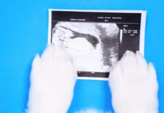 Illustration de l'article : Inquiète pour sa chienne qu'elle croit malade, elle l'emmène chez le vétérinaire qui lui annonce une nouvelle aussi inattendue que réjouissante (vidéo)