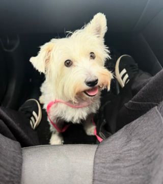 Illustration de l'article : Inquiète pour sa chienne qu'elle croit malade, elle l'emmène chez le vétérinaire qui lui annonce une nouvelle aussi inattendue que réjouissante (vidéo)